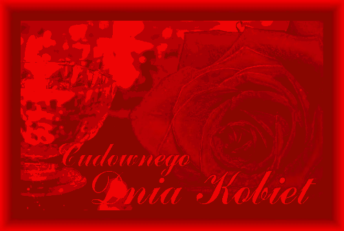 Duża bordowa róża cudownego dnia kobiet